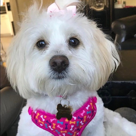 Meet your Posher, Surley - Picture 1 of 1